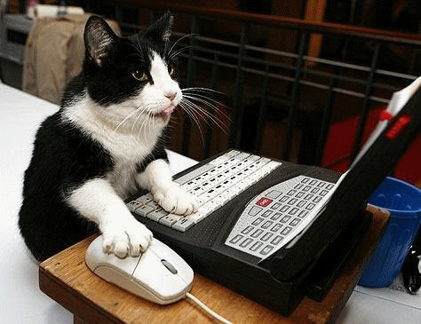 кот блоггер